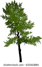 illustration with pine tree isolated on white background