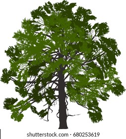 Illustration mit Kiefern einzeln auf weißem Hintergrund