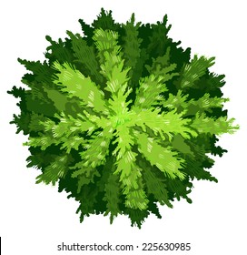 Illustration of a pine tree on a white background