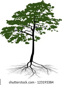 Illustration mit Pinienholz-Silhouette einzeln auf weißem Hintergrund