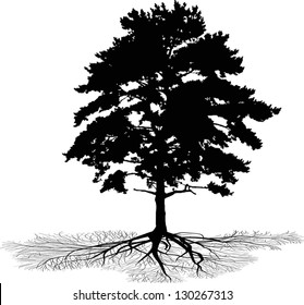illustration with pine tree silhouette isolated on white background