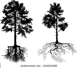 illustration with pine tree silhouette isolated on white background