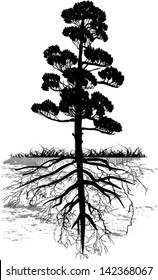 illustration with pine tree silhouette isolated on white background