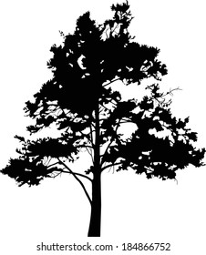 illustration with pine tree silhouette isolated on white background