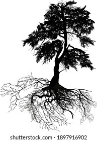 ilustración con silueta de pino aislada en fondo blanco