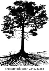 ilustración con silueta de pino aislada en fondo blanco