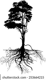 ilustración con silueta de pino aislada en fondo blanco