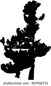 illustration with pine tree silhouette isolated on white background