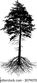 illustration with pine tree silhouette isolated on white background