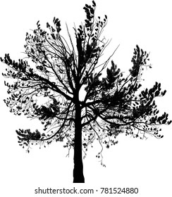 illustration with pine tree silhouette isolated on white background