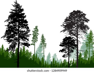 illustration with pine trees forest isolated on white background