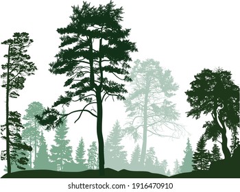 illustration with pine trees forest isolated on white background