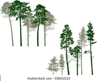 illustration with pine trees groups isolated on white background