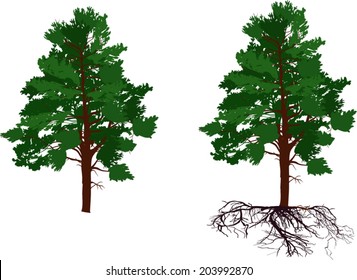 illustration with pine trees isolated on white background