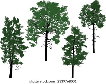 illustration with pine trees isolated on white background
