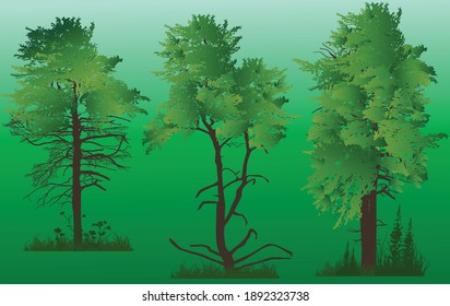 Illustration With Pine Trees On Greenbackground