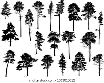 illustration with pine trees set isolated on white background