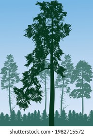 illustration with pine trees silhouettes on light blue background