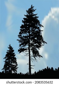 illustration with pine trees silhouettes on light blue background