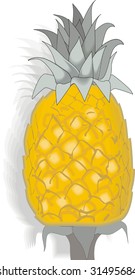 illustration of pineapple