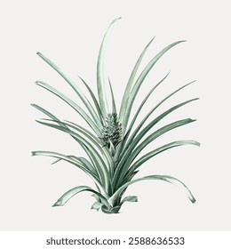 Illustration of a pineapple plant with long, spiky leaves and a small pineapple. The plant is depicted in a detailed, botanical style on a light background. Vintage illustration isolated, vector.