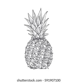Illustration of pineapple, tropical fruit hand-drawn, vector image