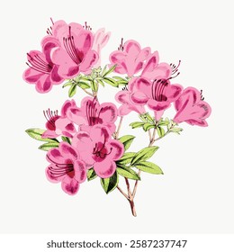 Illustration of pink azalea flowers with green leaves. Pink azalea blooms in a cluster. Azalea flowers with detailed petals and vibrant green leaves. Vintage art illustration, vector.