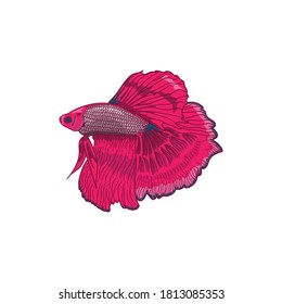 
illustration pink betta fish hand drawing