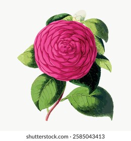 Illustration of a pink camellia flower with green leaves. The camellia is vibrant, showcasing intricate petals. Camellia and leaves on a white background. Vintage art illustration, vector.