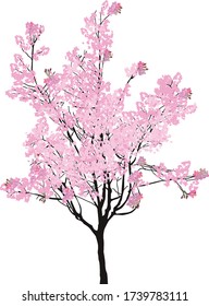 Illustration With Pink Cherry Tree Blossom Isolated On White Background