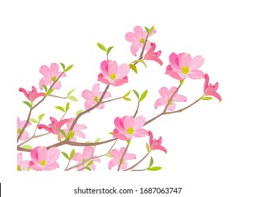 Illustration of pink color dogwood. svg