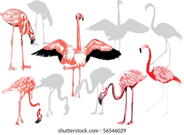 illustration with pink flamingo collection on white background
