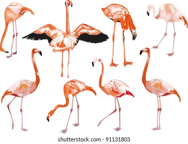 illustration with pink flamingo collection on white background