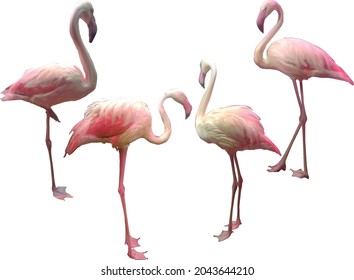illustration with pink flamingo isolated on white background