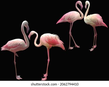 illustration with pink flamingo isolated on black background
