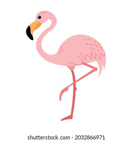 An illustration of a pink flamingo. Tropical bird with long neck. Isolated on white.