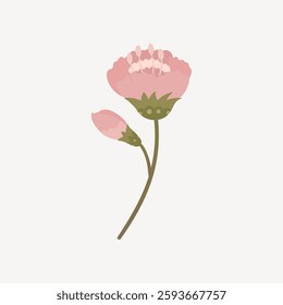 Illustration of a pink flower with a bud. Simple pink flower design. Minimalist flower art. Elegant pink flower and bud on a stem. Pink floral illustration. Isolated vector illustration.