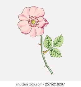 Illustration of a pink flower with green leaves. The flower has a delicate pink hue. Pink flower and green leaves create a soft, natural look. Vintage floral illustration isolated on white, vector.