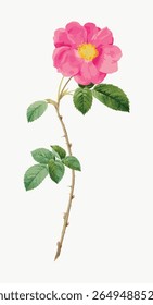 Illustration of a pink flower with green leaves. The pink flower is vibrant, and the green leaves add contrast. A delicate pink flower on a slender stem. Vintage flower illustration vector.