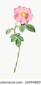 Illustration of a pink flower with green leaves. The pink flower is vibrant, and the green leaves add contrast. A delicate pink flower on a slender stem. Vintage flower illustration vector.