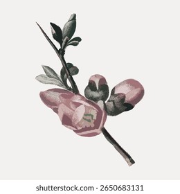 Illustration of a pink flower with green leaves. The flower is detailed, with pink petals and green leaves. Elegant floral, perfect for nature-themed projects. Vintage flower illustration vector.