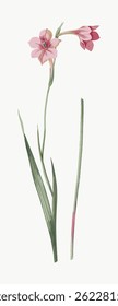 Illustration of a pink flower with green stems and leaves. The flower features delicate pink petals. Botanical art of a pink flower on a white background. Vintage flower illustration vector.