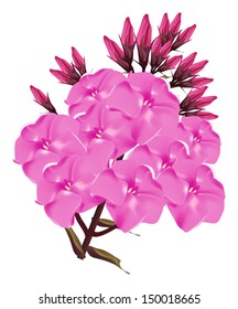 illustration with pink flower isolated on white background