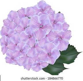 illustration with pink flower isolated on white background