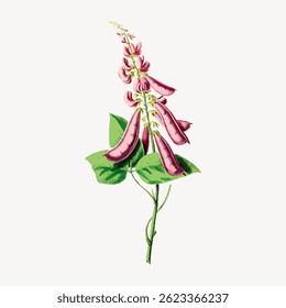 Illustration of a pink flowering plant with green leaves. The pink flowers and green leaves are detailed. Pink and green colors dominate the plant illustration. Vintage flower illustration vector.