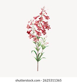 Illustration of a pink flowering plant with multiple blooms. The pink flowers are delicate and detailed, showcasing the plant's natural beauty and elegance. Vintage flower illustration vector.