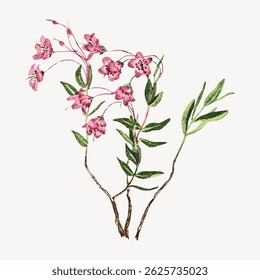 Ilustração de flores cor-de-rosa com folhas verdes em caules finos. Delicadas flores cor-de-rosa, folhas verdes e caules finos criam uma aparência natural e botânica. Vetor de ilustração de flor vintage.