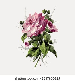 Illustration of pink flowers with green leaves. Pink flowers in bloom, surrounded by green leaves. Delicate pink flowers, vibrant green leaves, artistic design. Vintage art illustration vector.