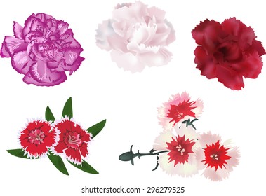 illustration with pink flowers isolated on white background