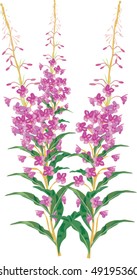 illustration with pink flowers isolated on white
